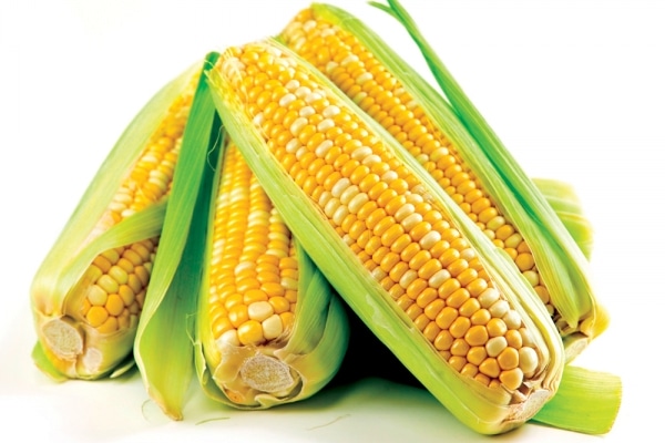 el-maíz-3