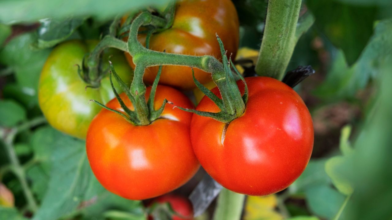 Los Mejores Consejos para Cultivar Tomates en tu Jardín
